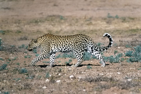 http://www.transafrika.org/media/Suedafrika/Leopard Suedafrika.jpg